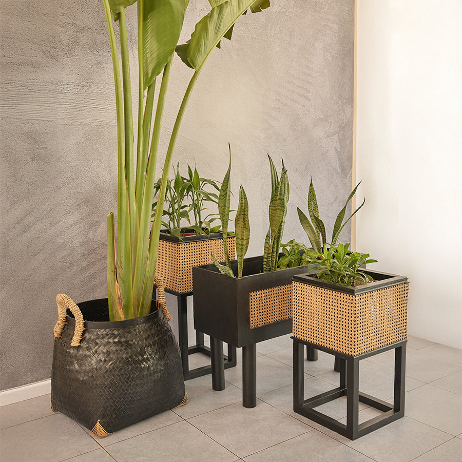 Indoor plant décor ideas, Modern planters for home, Eco-chic interior décor, Urban jungle style planters, Handwoven black seagrass basket,
Decorative basket planter, Large indoor plant holder, Natural fiber planter basket, Rattan and metal planters, Mid-century modern plant stands, Cane webbing indoor planters, Black frame rattan planter boxes.